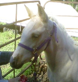 Trigger Arabian, Spanish Mustang cross
