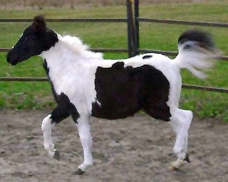 Brielle, Shetland pony mare