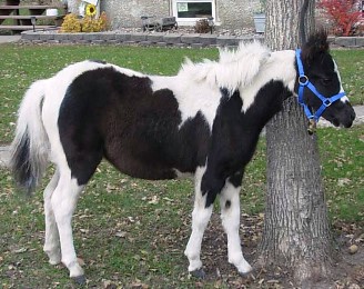 Brielle Shetland Mare