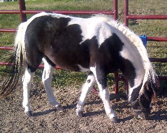 Brielle Shetland Mare