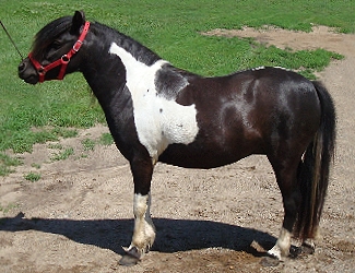 Carisma, Shetland pony mare