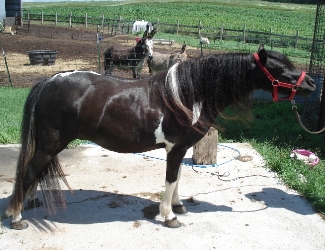 Carisma Shetland Pony