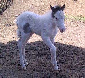 Carisma Shetland Pony Mare