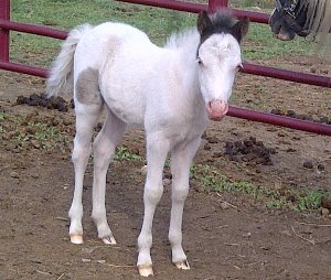 Carisma Shetland Pony Mare