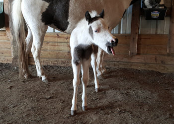 EME 10 days old