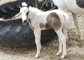 EME 12 days old