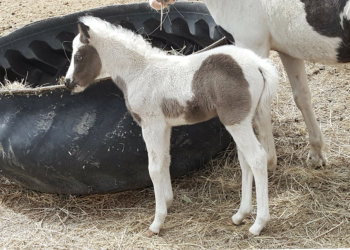 Fringe 4 days old