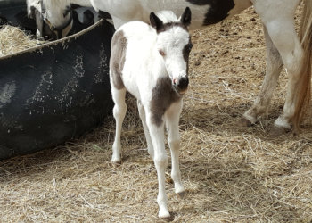 Fringe 4 days old