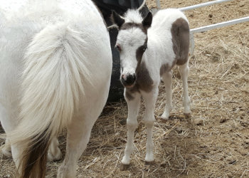 Fringe 4 days old