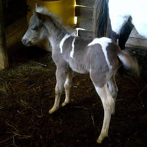 Carisma Shetland Pony Mare