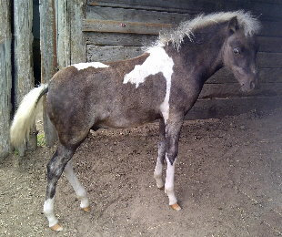 Carisma, Shetland pony mare