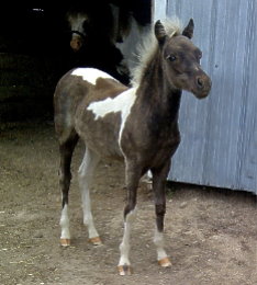 Carisma, Shetland pony mare