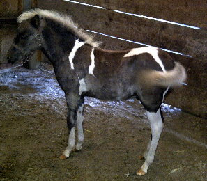 Carisma, Shetland pony mare