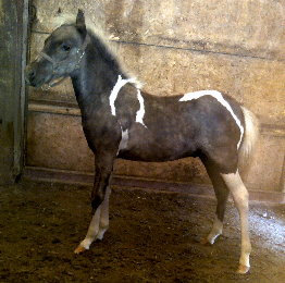 Carisma, Shetland pony mare