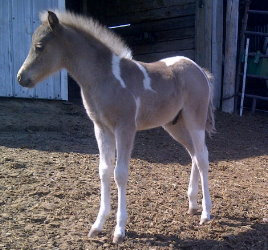 Carisma Shetland Pony Mare