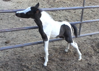 Fringe 4 days old