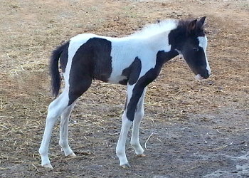 Fringe 4 days old