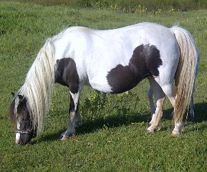 Juliet Shetland Pony