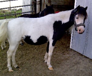 Juliet Shetland Pony