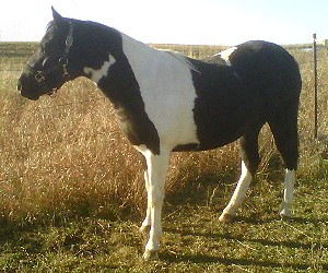 Lassie Half-Arabina Pinto mare