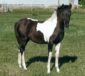 Panda, Shetland pony colt