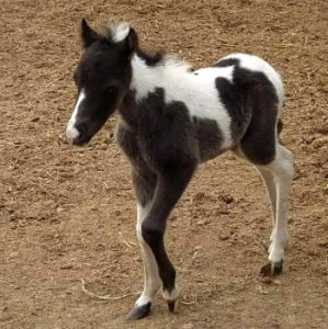 Meilei 1 day old