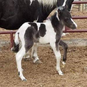 Meilei 1 day old