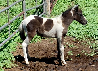 Meilei 2 months old