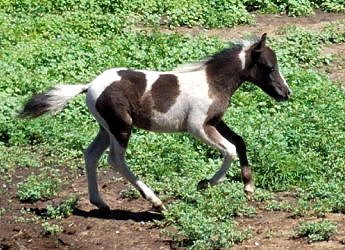 Meilei 2 months old