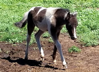 Meilei 2 months old