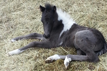 Midnite Shetland Pony Colt