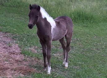 Panda Midnite Moon 1 month old