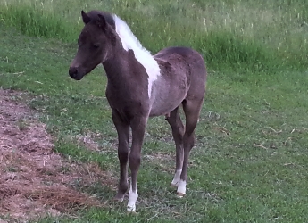 Panda Midnite Moon 1 month old