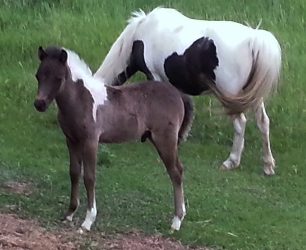 Panda Midnite Moon 1 month old