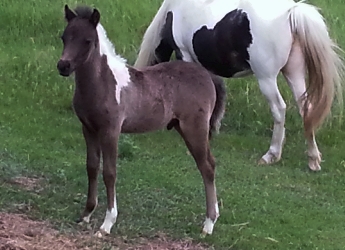 Panda Midnite Moon 1 month old