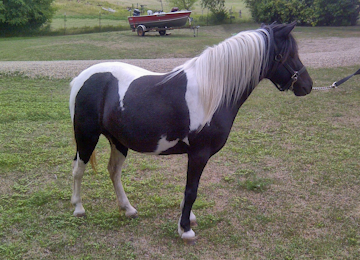 Molly Shetland Pony Mare