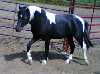 Panda Shetland Stallion