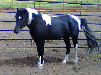 Panda Shetland Stallion