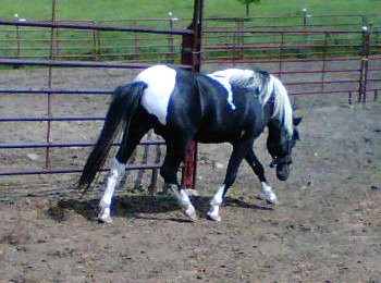 Panda Shetland Stallion