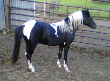 Panda Shetland Stallion