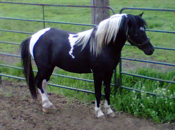 Panda Shetland Stallion