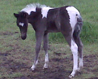 Panda Shetland Stallion