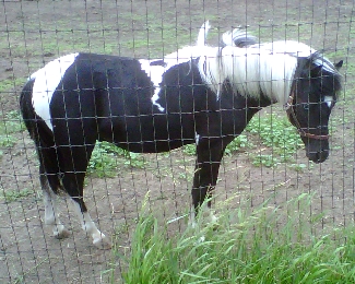 Panda Shetland Stallion yearling