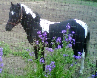 Panda Shetland Stallion yearling