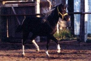 Secret Shetland Pony