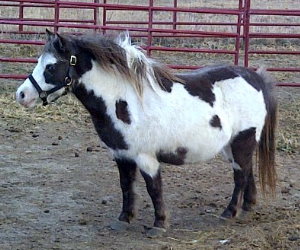 Silver, Shetland Pony Mare