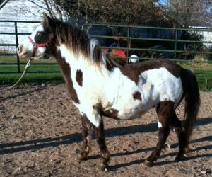 Silver, Shetland Pony Mare