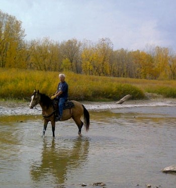 Toffee Arab - QH mare