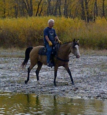 Toffee Arab - QH mare